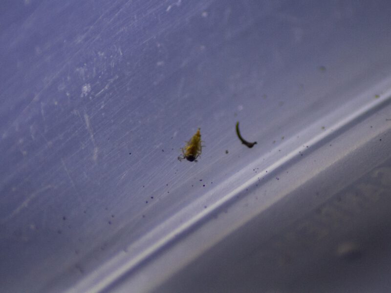 The Amazon at Night: Torchlight, Spiders, and the Forest Speaking